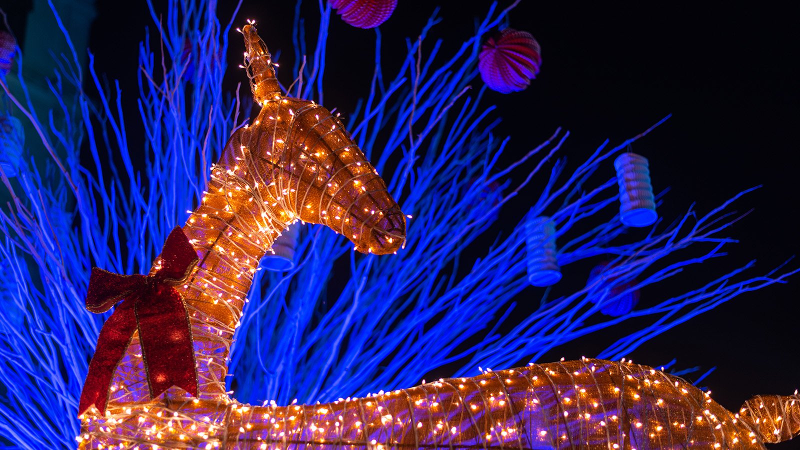 Holiday Light Tour Dallas